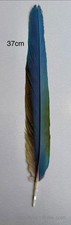 Parrot Macaw Feather Crafts