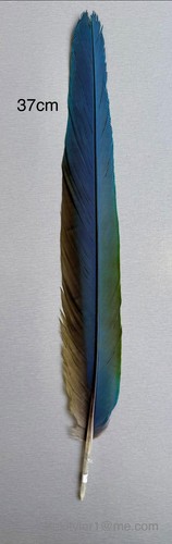 Parrot macaw feather - parrot,