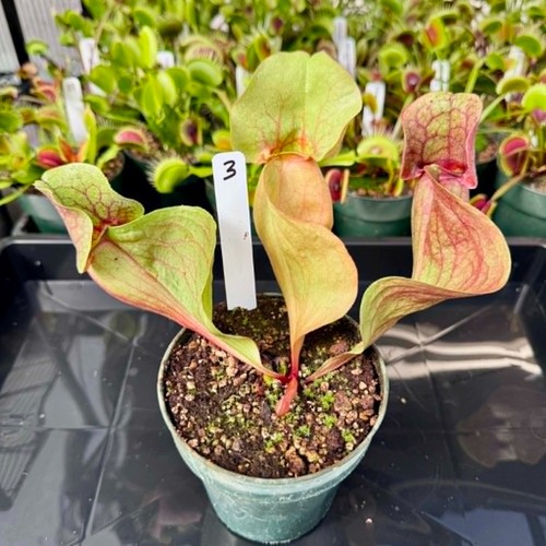 Sarracenia rosea fat chance - sarracenia, chance'
