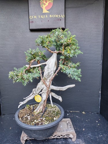 Tanuki needle juniper - (90r)tanuki,