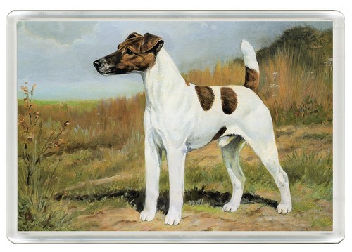 Smooth fox terrier dog - smooth, fridge