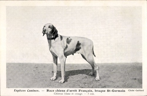 Cpa espèces canines race - cpa,