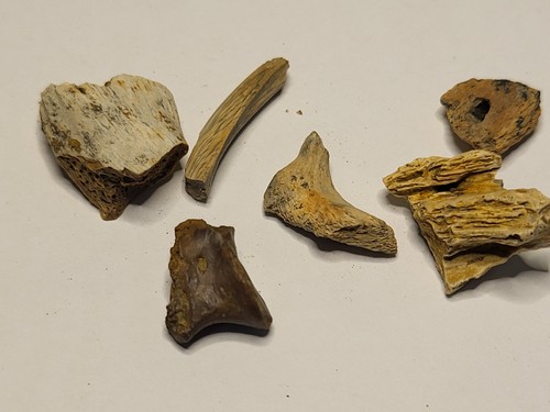 Six dinosaur age fossils - dinosaur,