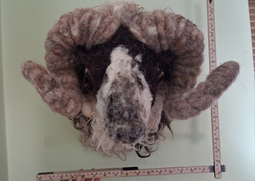 Boreray ram sheep needle - ram,