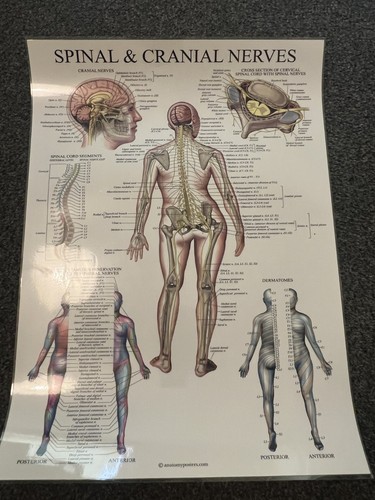 Human anatomy medical doctor - human,