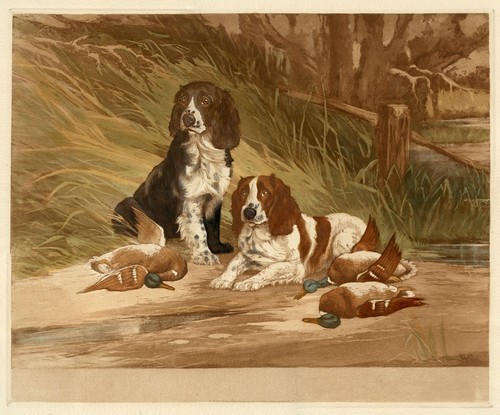English springer spaniel - springer,