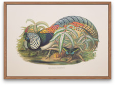 Vintage lithograph art print