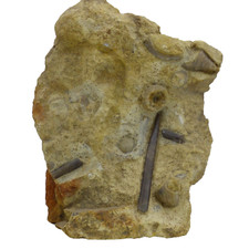 Jurassic Bajocian Fossil Assemblage Ammonite Belemnite Bradford Abbas Dorset UK