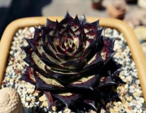 10x echeveria black - black, knight