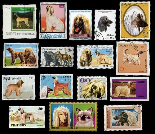 Afghan hound dog international - afghan,
