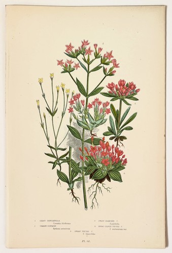 Centaury gentianella anne - centaury,,