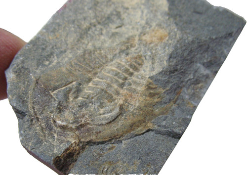 Cambrian paedeumias yorkensis - paedeumias,