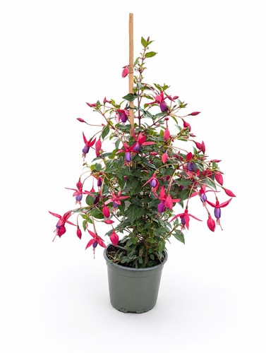 Purple fuchsia plant - 2l, pot