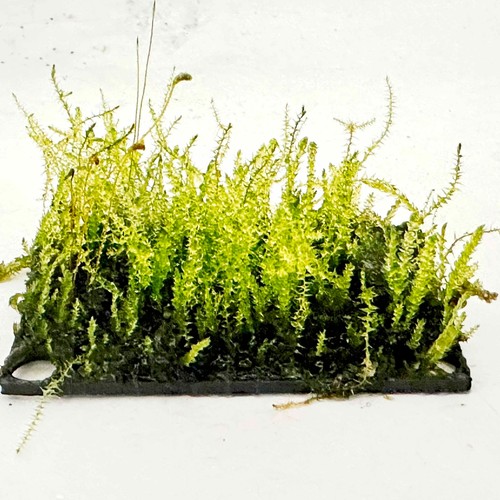 Stringy moss leptodictyum - stringy, (leptodictyum
