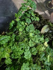 Ficus quercifolia oak - quercifolia,