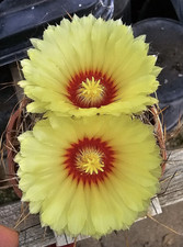 Astrophytum capricorne aureum - Star cactus From Mexico