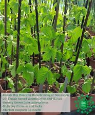 Hop Plants Singles/Packs -30+ Varieties-9cm/1L Pots- Female -Plant Passports