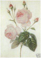 C Delarne - Roses, 1829 -