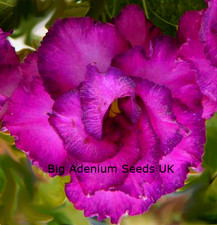 100 x Adenium Obesum, Double