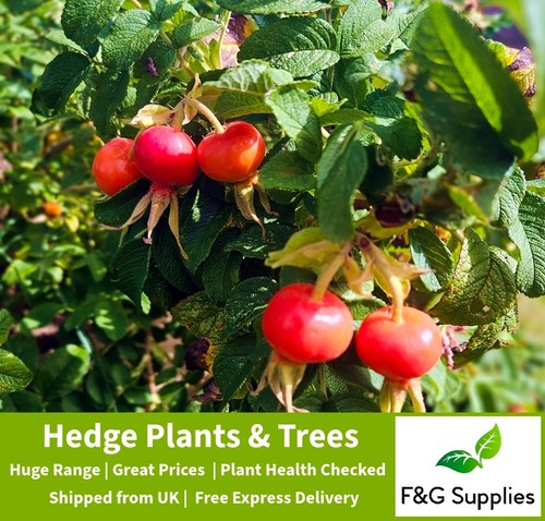 Red white hedging - red, rose