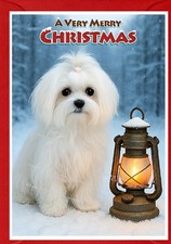 Maltese Dog A6 (4"x 6") Christmas Card (Blank inside) by Starprint