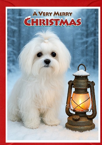 Maltese dog - dog, a6