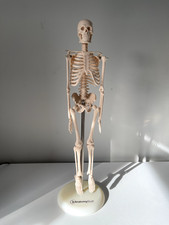 Anatomy Stuff Budget Desktop Skeleton Model
