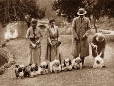 LHASA APSO DOGS AND OWNERS AT