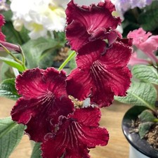 Streptocarpus AS-Warm Red-Plug