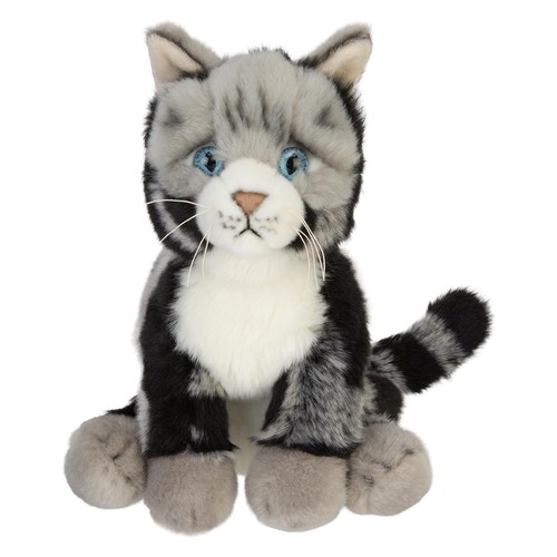 American short hair cat - hair, soft