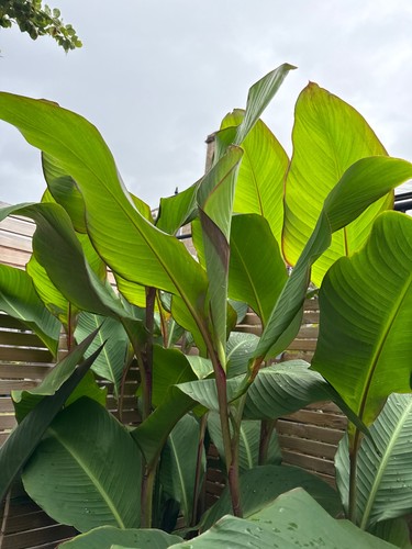 Canna musifolia grande - canna,