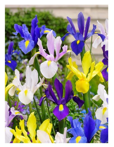 Dutch iris mixed - mixed,