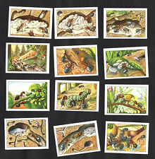 Life Of Ants Insects Nestle 1950 Poster Stamp Card Set Entomology Fourmis Mieren