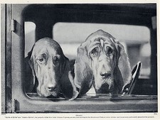 BLOODHOUND KIRTLE DOGS AT TRIALS LOVELY ORIGINAL DOG PRINT PAGE FROM 1934