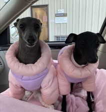 Puppia Ultralight Winter Dog