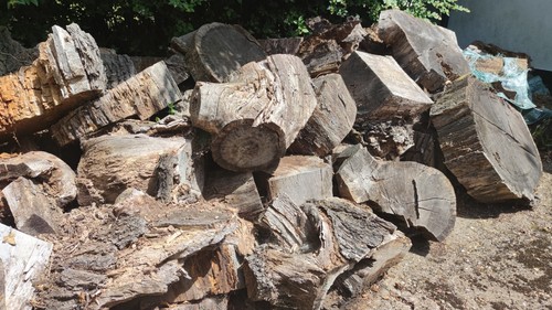Seasoned oak logs for burning