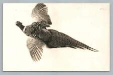 Pheasant~Vintage Taxidermy