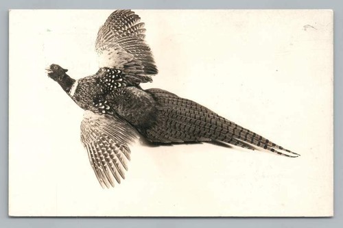 Pheasant vintage taxidermy - pheasant~vintage,