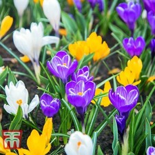 CROCUS BULBS 'Mixed Species