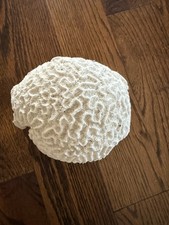 Medium Natural White Vintage Brain Coral Approx. 2.74 lbs 6" x  5" x 3 1/2" RARE