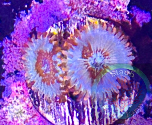 Saf white zombie zoanthid - zombie,