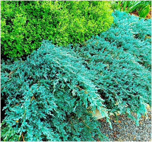 Dwarf conifer juniperus - dwarf,
