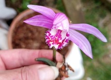 1x Pleione Pleionoides Orchid FS Bulb Spring Flowering Rare 