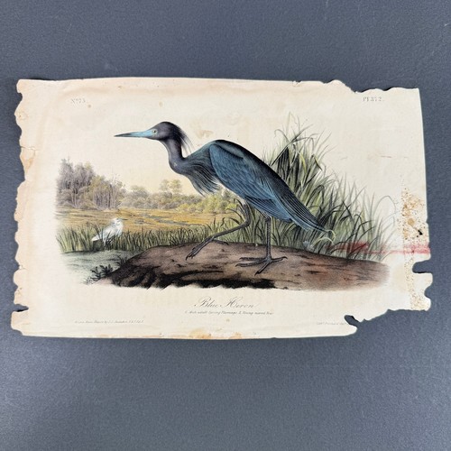 Audubon blue heron print - audubon,