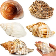 5PCS Extra Large Hermit Crab