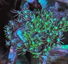 Green Star Polyp GSP soft coral frag beginner live Marine Frags corals 