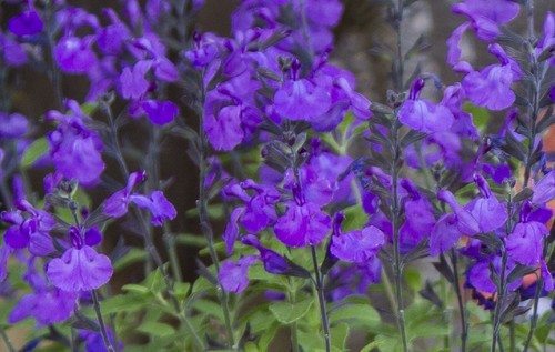Salvia cool purple - ,