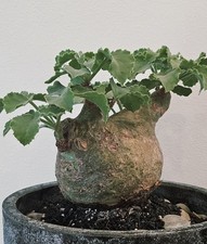 RARE!!! Cyphostemma Uter var