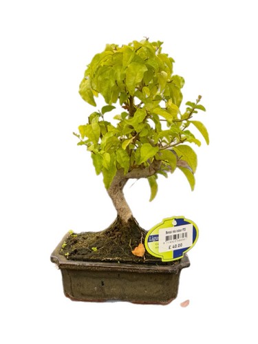 Chinese privet trunk - chinese,