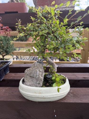Chineses elm bonsai tree - bonsai,